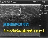 maguro echo 1.jpg